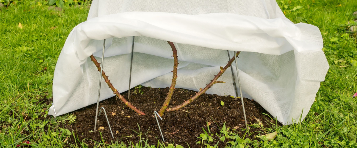 Bescherm planten tegen vorst - Wenninkhof