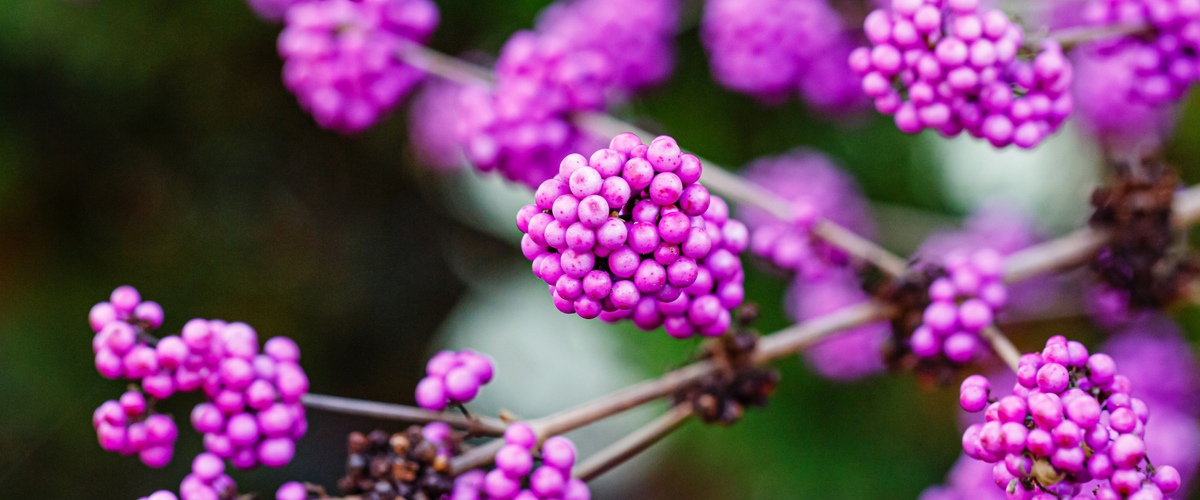 Callicarpa - Wenninkhof