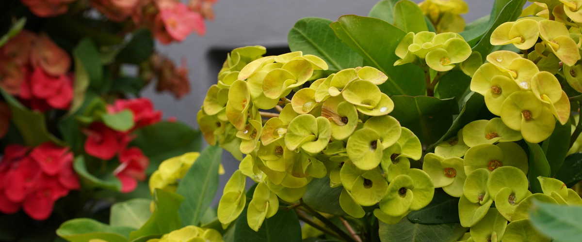 Euphorbia - Wenninkhof