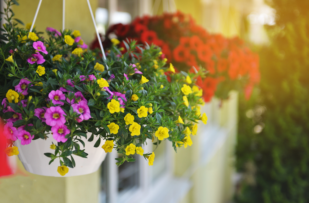 Moederdagcadeau | hanging baskets | tuincentrum Winsterswijk - Meddo | Wenninkhof