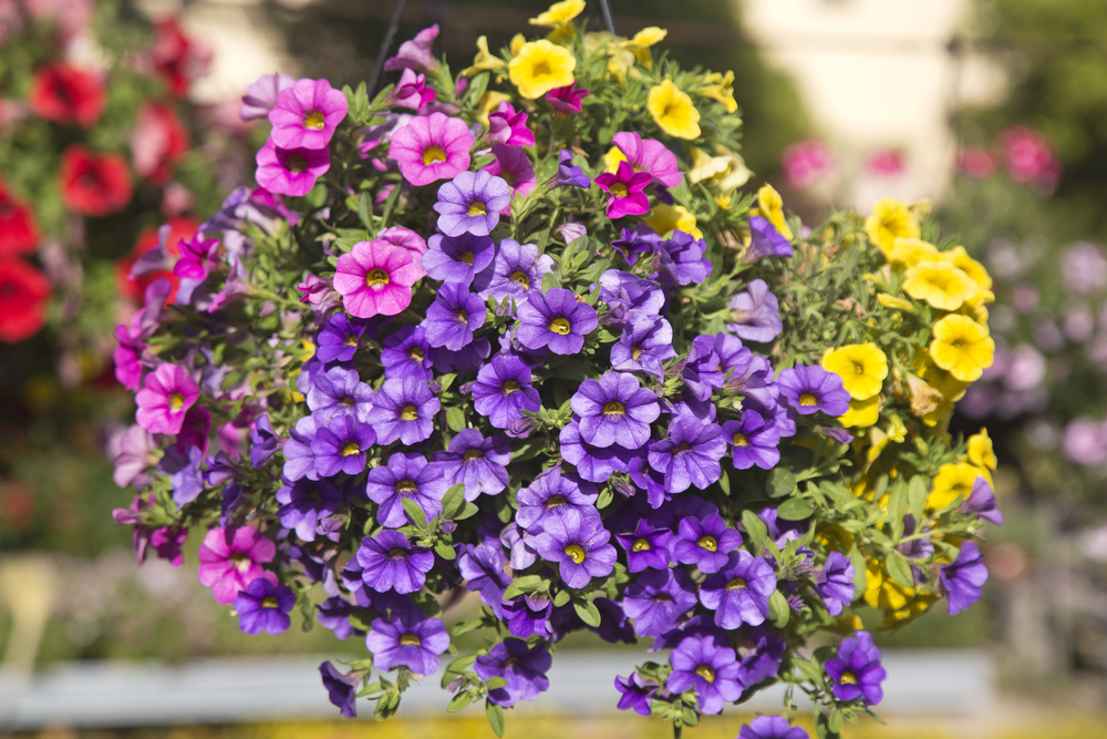 Moederdagcadeau | hanging baskets | tuincentrum Winsterswijk - Meddo | Wenninkhof