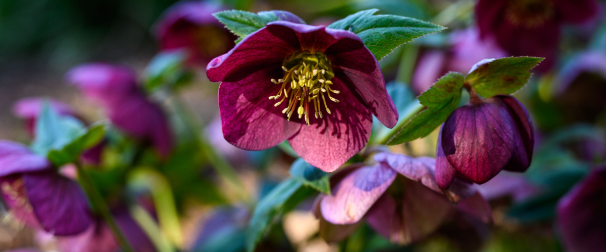 Helleborus - Wenninkhof