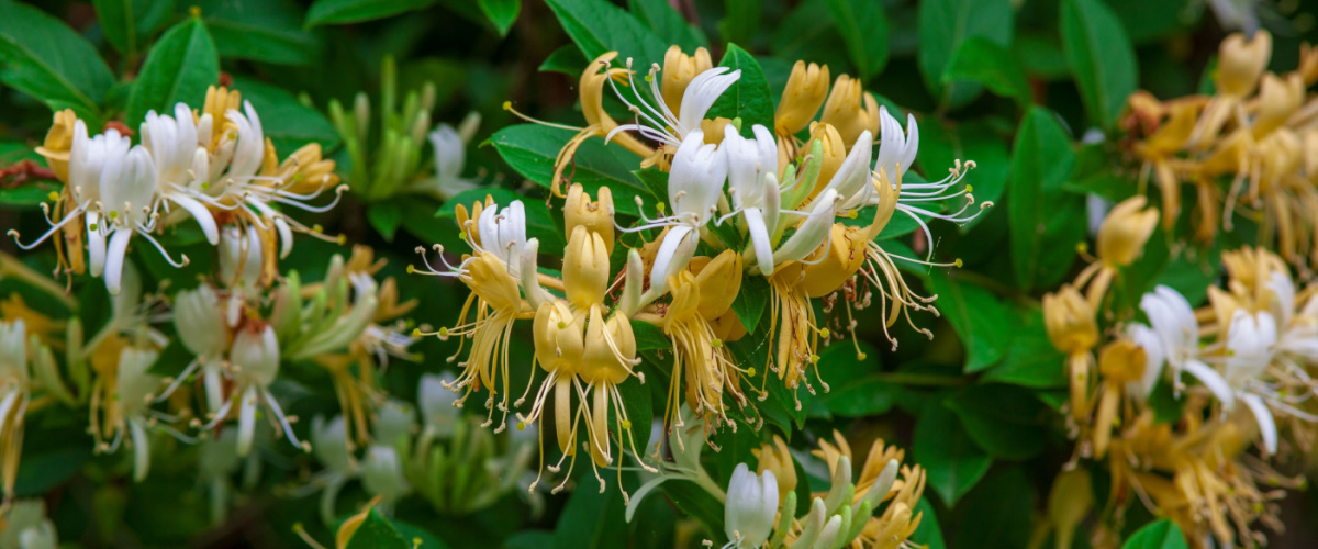 Lonicera japonica - Wenninkhof