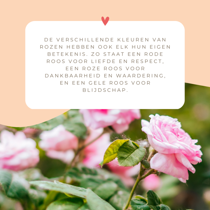 Moederdagcadeau | bloemen | tuincentrum Winsterswijk - Meddo | Wenninkhof