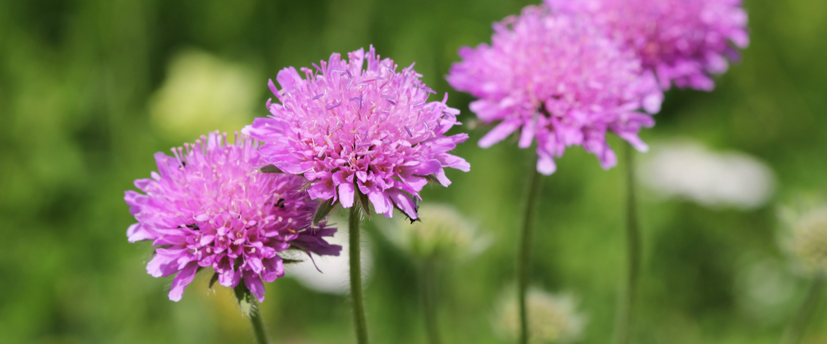 Scabiosa - Wenninkhof