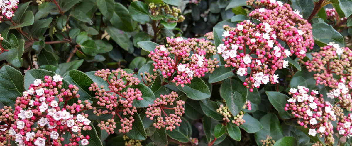 Sneeuwbal / Viburnum - Wenninkhof