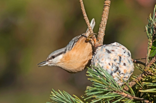 Vogelvoer en vogels in de tuin. 