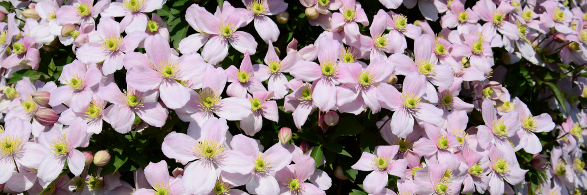 Clematis montana - Wenninkhof