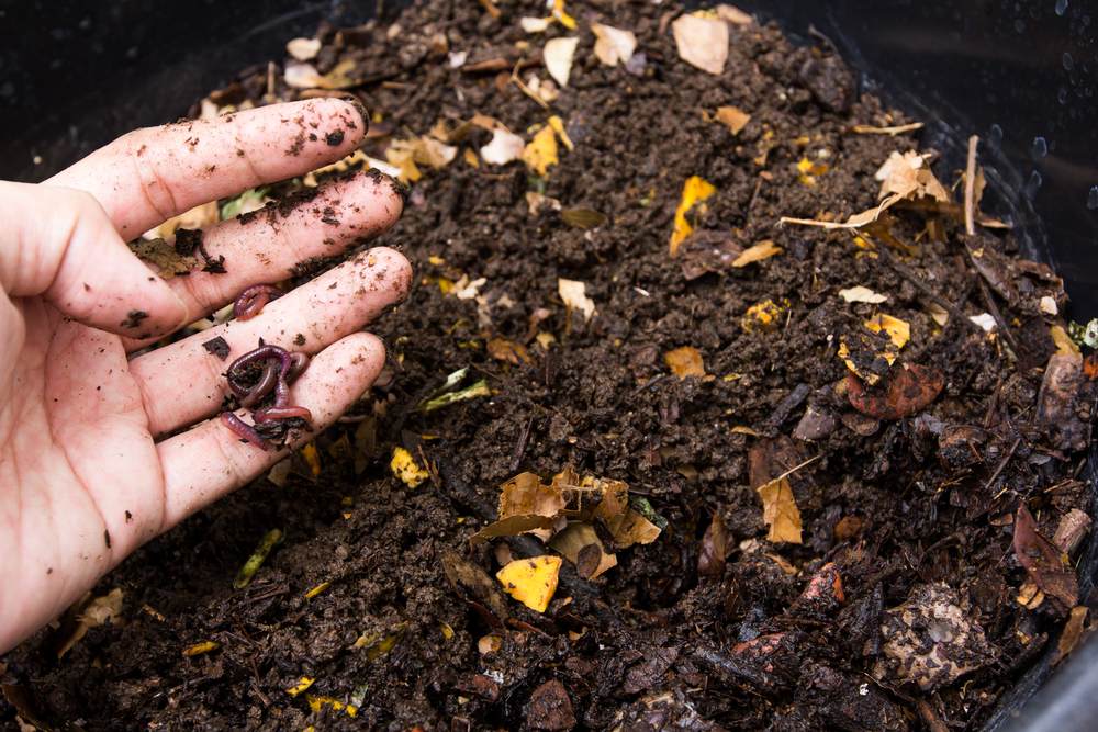 Compost wormen - Wenninkhof