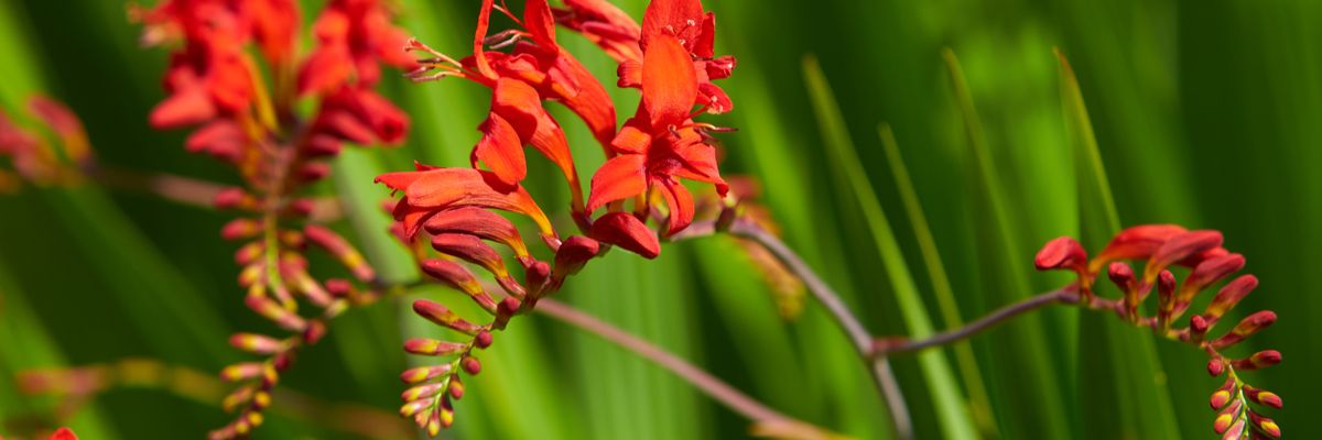 Crocosmia - Wenninkhof