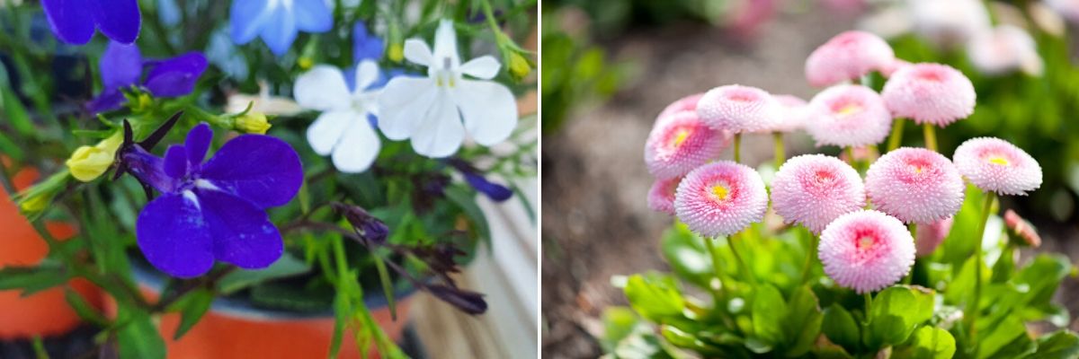 Eenjarige tuinplanten - Wenninkhof