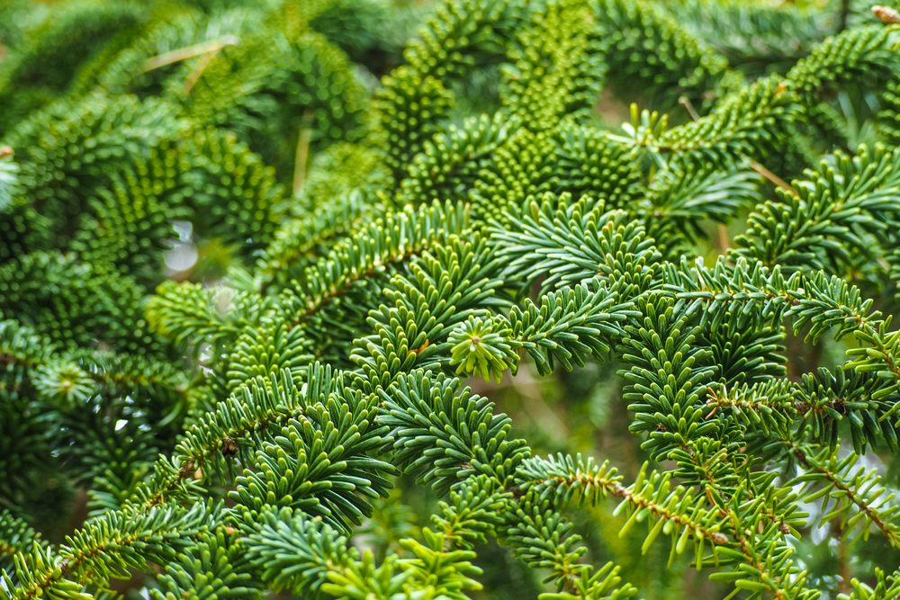 Fraseri kerstboom - Wenninkhof Fraseri kerstboom - Wenninkhof