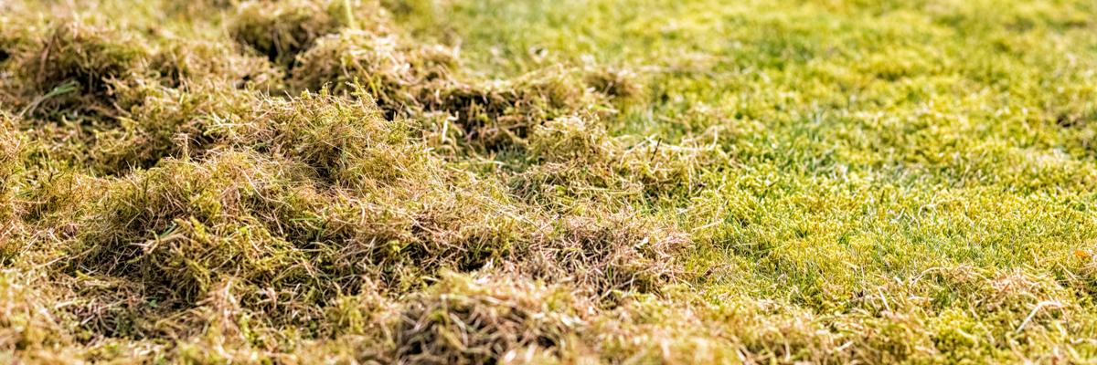 Gazononderhoud gras maaien - Wenninkhof