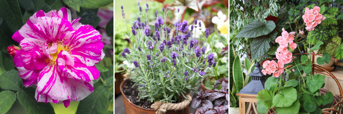 Geurende tuinplanten - Wenninkhof