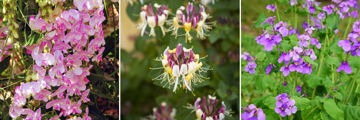 Geurende tuinplanten - Wenninkhof