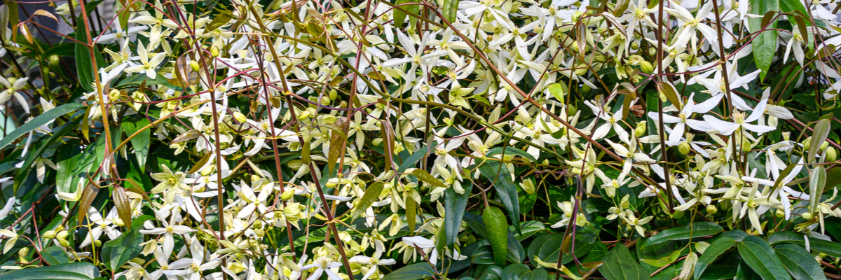 Groenblijvende Clematis - Wenninkhof