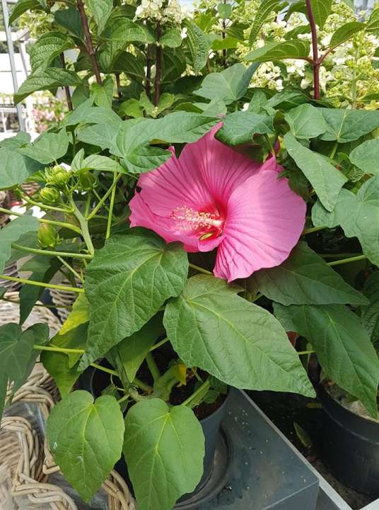 Hibiscus - Wenninkhof