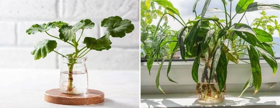 Hydroponie glazen bloempot - Groencentrum Wenninkhof