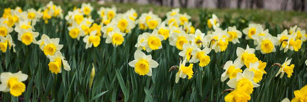 Narcissen - Wenninkhof