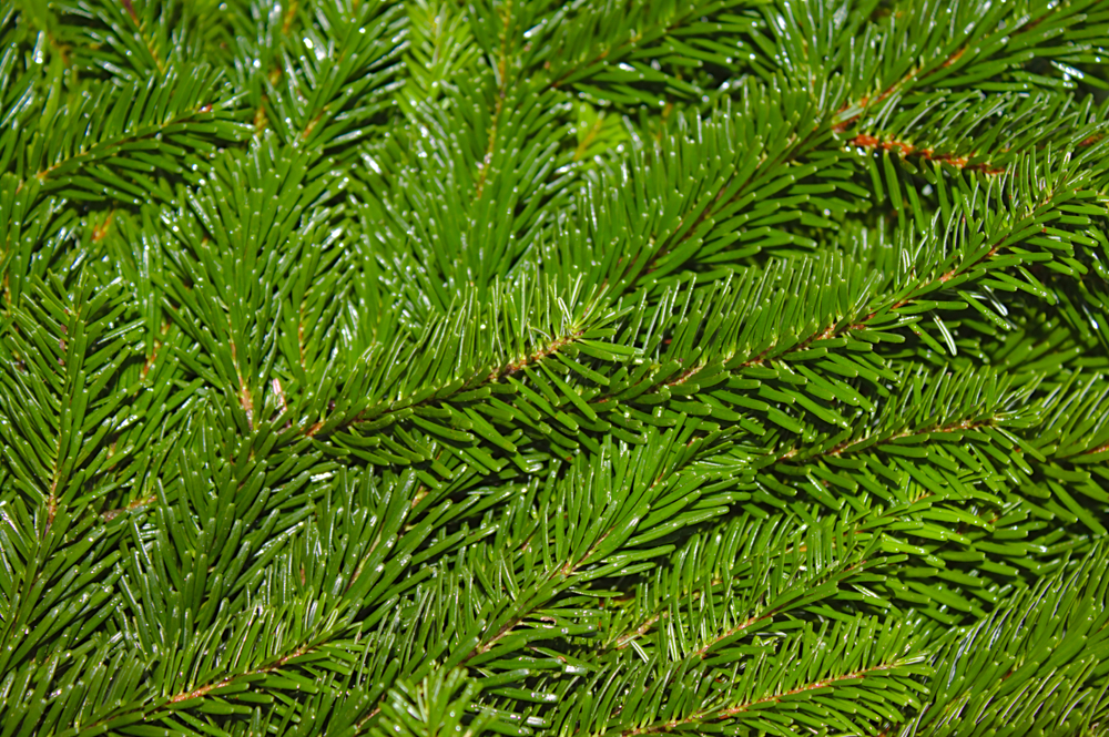 Bedrog trommel Helder op Kerstbomen - Wenninkhof