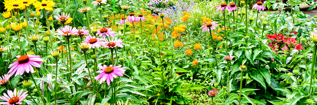 Tuinplanten zomer - Wenninkhof