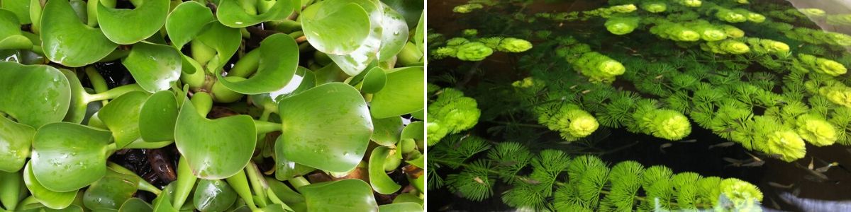 Waterplanten vijver - Wenninkhof