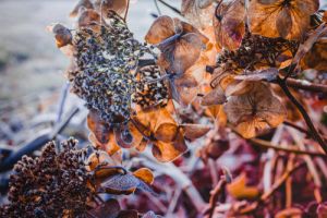 5 redenen om de tuin niet winterklaar te maken