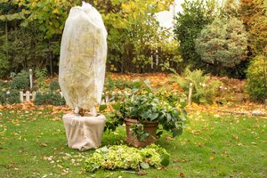 Bescherm uw planten tegen de vorst