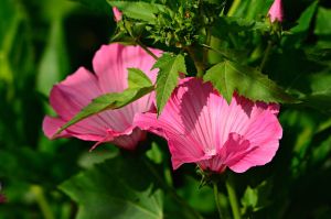 Chinese XXL roos (Hibiscus)