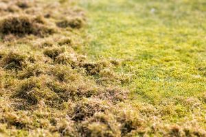 Gazononderhoud: grasmaaisel laten liggen of niet?