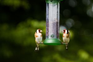 Nationale vogeltelling 29, 30 en 31 januari 2021