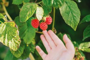 Wat te doen in de fruittuin?