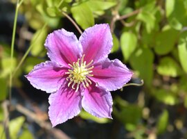 Clematis