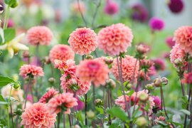Dahlia