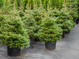 Kerstbomen