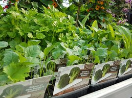 Groente- en kruidenplanten