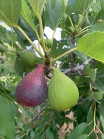 Mediterrane tuinplanten