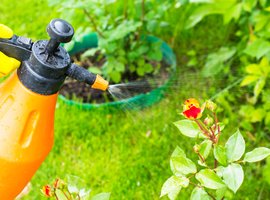 Plagen in de tuin | Wenninkhof