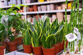 Sansevieria