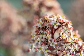 Skimmia