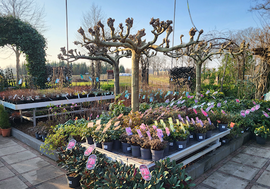Tuinplanten | Wenninkhof
